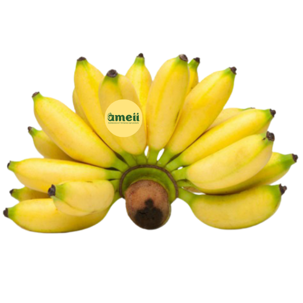 Trái cây tươi